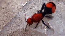 Velvet ant or velvet wasp