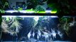 Wild Angelfish (scalare & altum) in Amazon biotope style aquarium