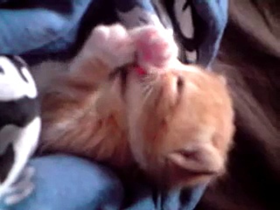 bebe chat trop mignon