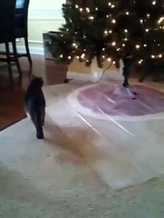 How to keep your cat out of the Christmas tree.