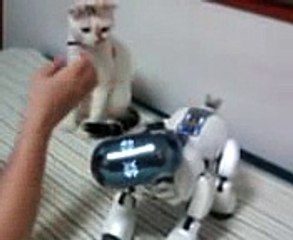 オシャレしっぽのササミとAIBO　～CAT　vs　AIBO～