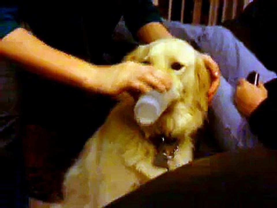 Cute Dog Drinks Out of Cup