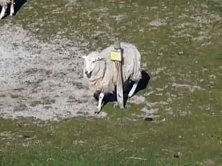 Es juckt auf Sylt das Schaf