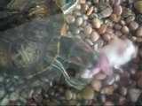 Turtle Devouring Mouse