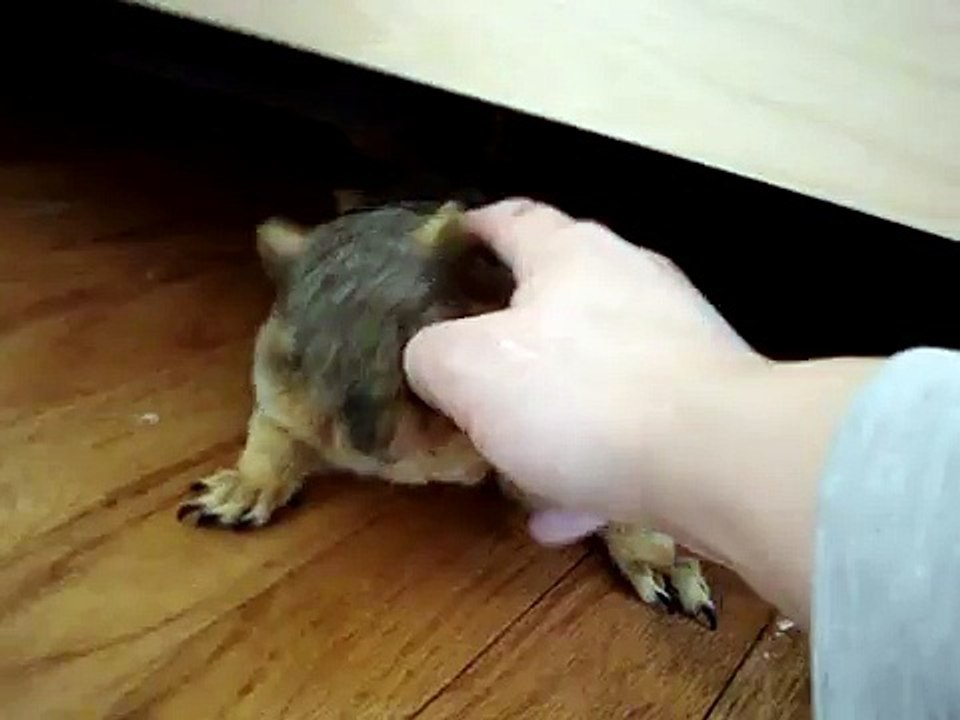 Charlie the squirrel gets a scratch