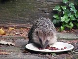 Egel in de tuin - European hedgehog in the garden