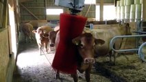 Espace bien-être pour les vaches de la Ferme des Bains
