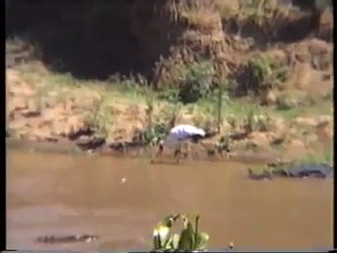 Zebras and crocodiles in Kenya 1996