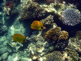 Ägypten - Hausriff Coral Sun Beach Safaga