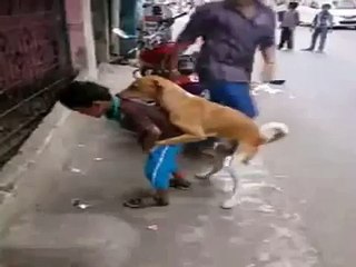 Dog Trying To TEASE a Little Kid  | Funny Videos | Funny Video Clips | talkindiaTV