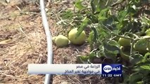 الزراعة في مصر في مواجهة تغير المناخ - أخبار الآن