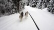 Ski-racing with Siberian Huskies