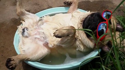 Video herunterladen: Il fait trop chaud pour travailler... Mieux vaut prendre un bain et ronfler!