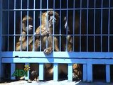 Crianza de animales salvajes en Circos