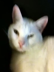 Lulu my talking cat who says I love you