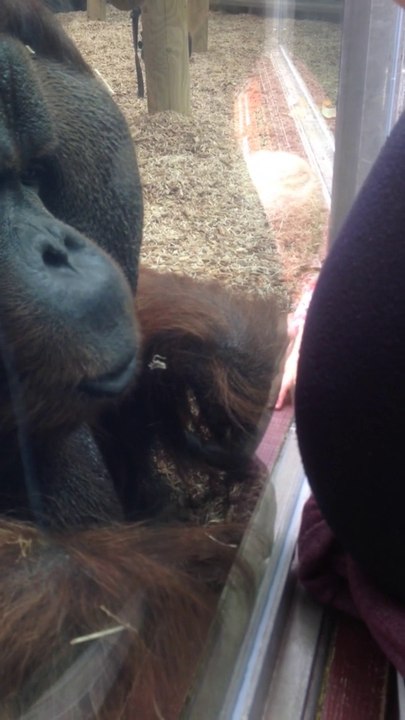 Un Orang-outan embrasse le ventre d'une maman enceinte - Adorable!