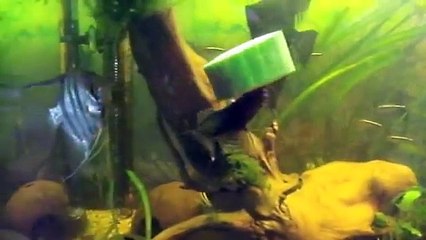 WELS TANZT MIT GURKE!