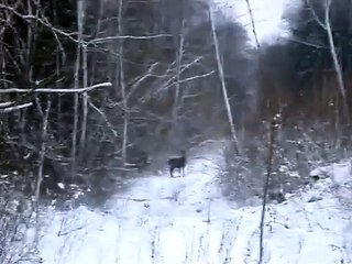 deers