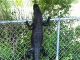 Gator climbs fence in Florida to go back in water