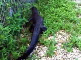 Cet alligator escalade un grillage - Ninja Gator