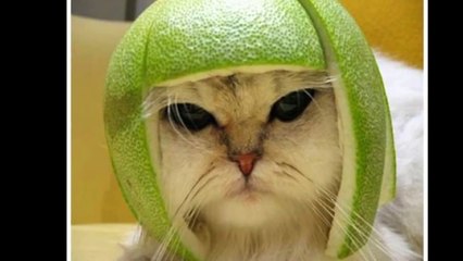 Scary pop up that will make you SCREAM(IT WILL)......