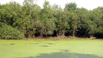 Bubbling Gators in the Fakahatchee