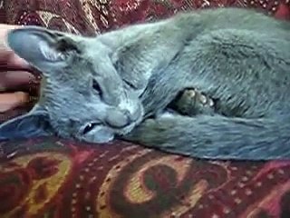 Sleeping Russian Blue Kitten