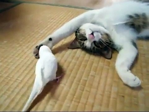 Réveillé par un oiseau, ce chat est pourtant bien décidé à dormir.
