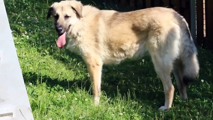 Tierheim Stuttgart Hund Naggy