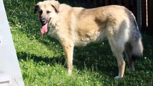 Tierheim Stuttgart Hund Naggy