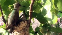 Hummingbird Feeding Chicks - Video #5