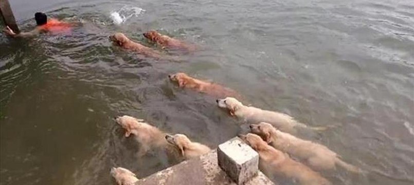 Sahiplerinin peşini suda bile bırakmadılar