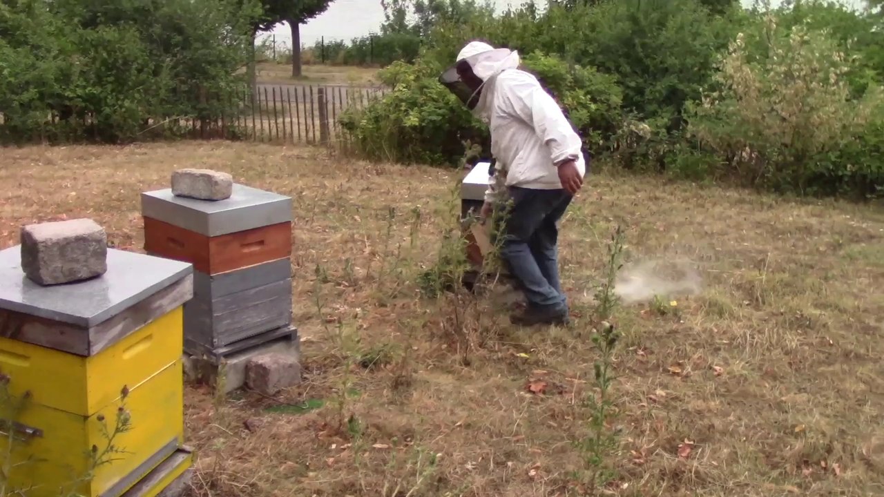 Des ruches pour le miel ou la biodiversité ?