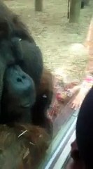 Un  orang outan embrasse le ventre d'une femme enceinte