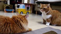【マンチカンズ】猫がゴキブリロボを追って暴走 ~cats VS a  robotic cockroach ~