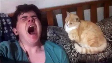 (1) Funniest Short Videos cat is yawning