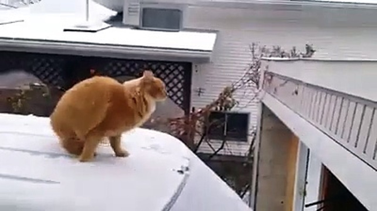 (1) Funniest Short Videos_cat jumping