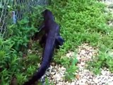 Ninja Gator ! L'alligator pour qui une barrière n'est pas infranchissable !