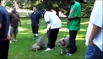 NW Bully BBQ - Funny Animal | funny dog videos | funny dog vines, dog 25