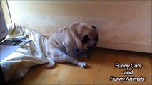 Best Sleeping ● Funny Sleeping Dogs Compilation