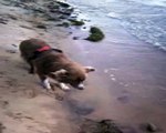 hund strand
