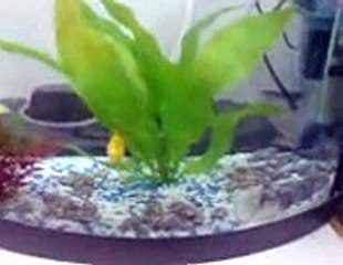 Lobster eats shark-fish לובסטר אוכל דג-כריש! LOL