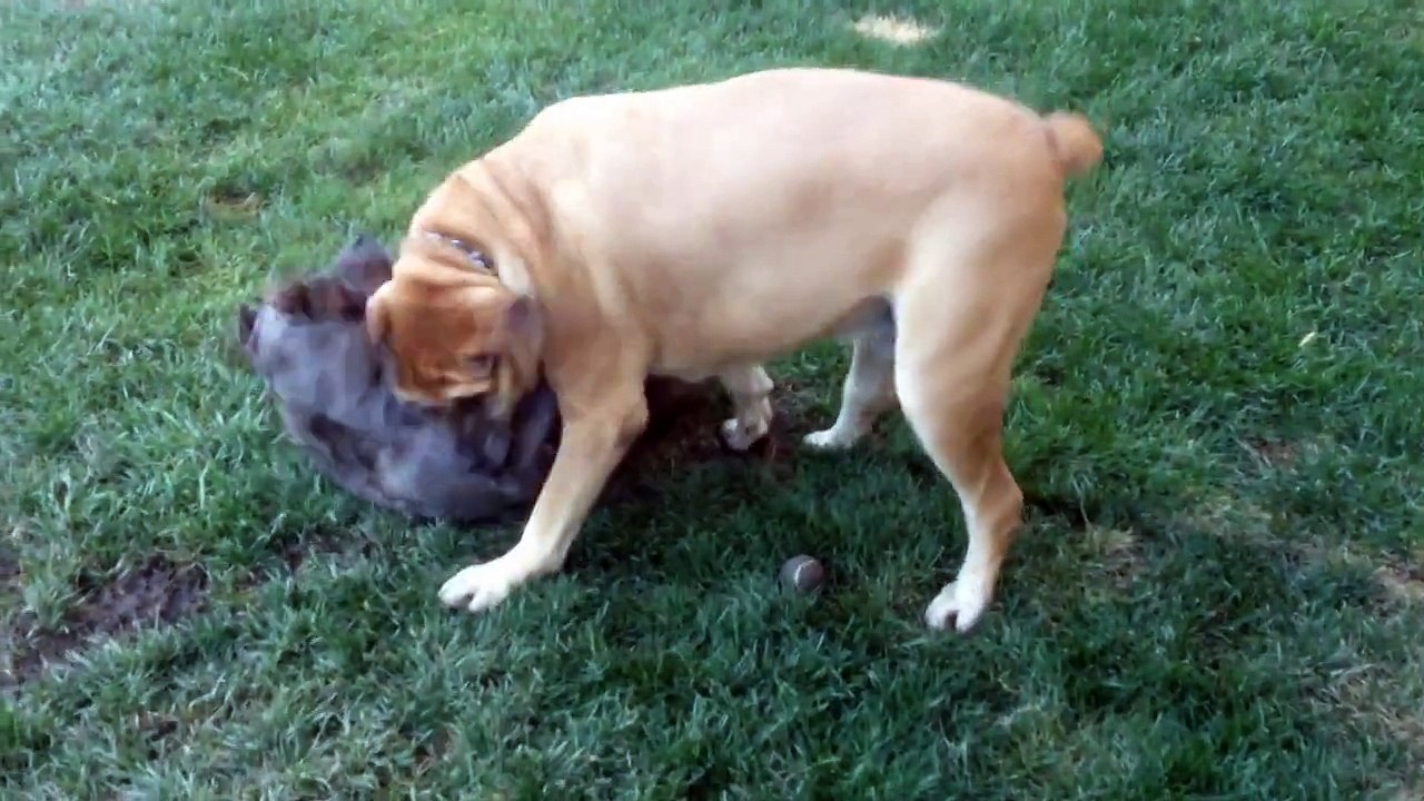 Boerboel (South African Mastiff) and Cane Corso (Italian Mastiff) playing