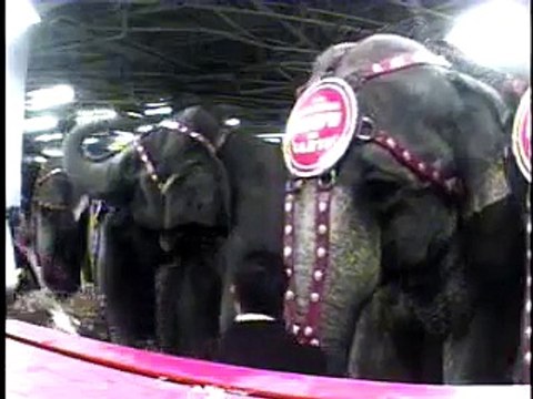 Elephant Abuse at Ringling Brothers Circus