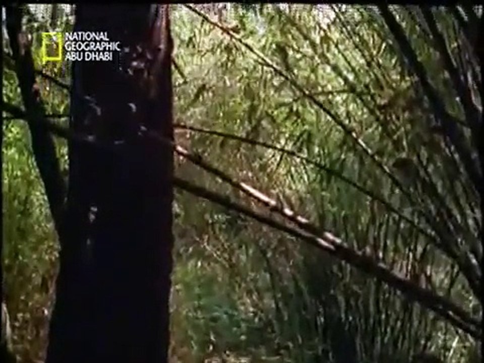 ملك الثعابين - الكوبرا - تصوير مذهل