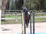 Basil - Morgan Horse Gelding