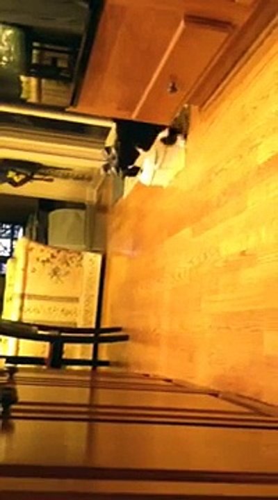 My cat hates cat food