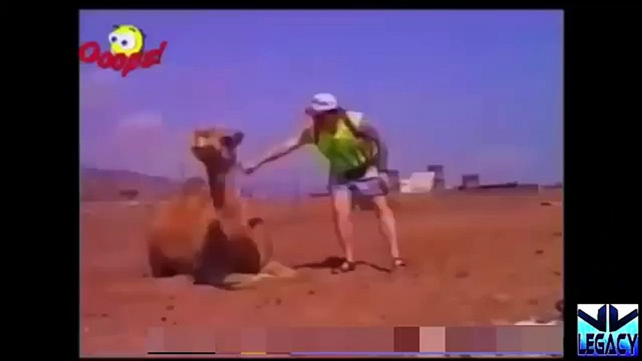 Animal Attacks Human