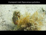 Hippocampus hippocampus - Pregnant seahorse 15 06 14