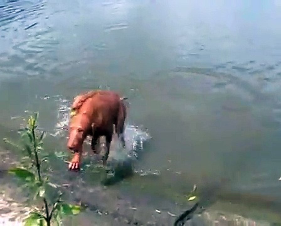 Dogo canarios and vizslas in water